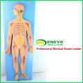 BRAIN19 (12417) Nervensystemmodell, menschlicher Simulator (medizinisches Modell, anatomisches Modell)